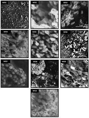 Synthesis and Antibacterial Activity of Metal(loid) Nanostructures by Environmental Multi-Metal(loid) Resistant Bacteria and Metal(loid)-Reducing Flavoproteins